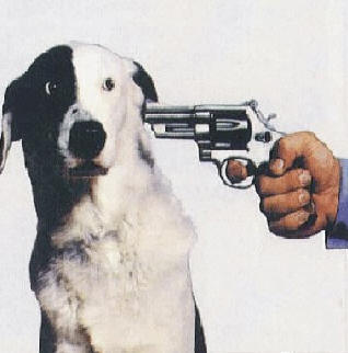 Shoot the Dog.jpg